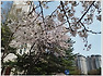 우리동네도 꽃동산