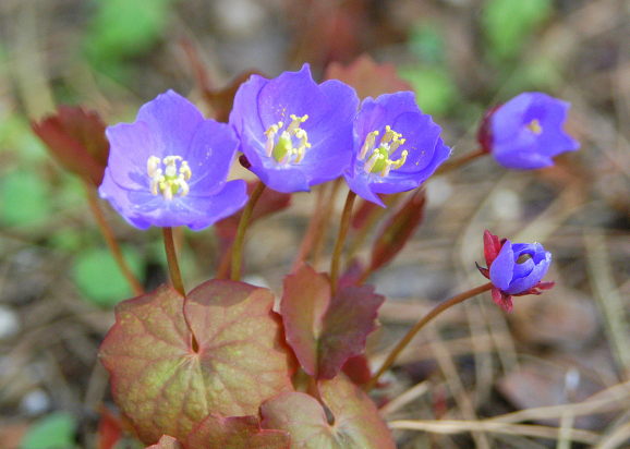 양지한복 이미지