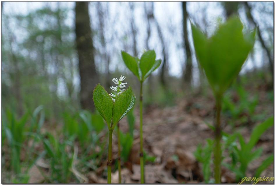 홀아비꽃대와 옥녀꽃대 