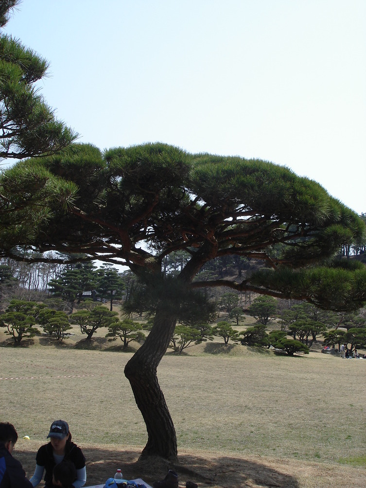  명품 소나무
