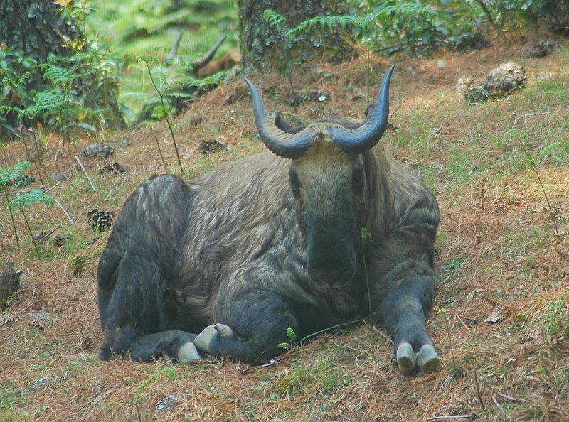 Butan nature 