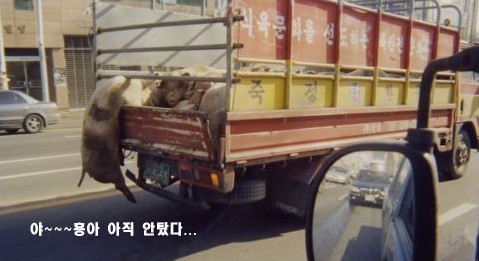 미소짓는돼지 이미지