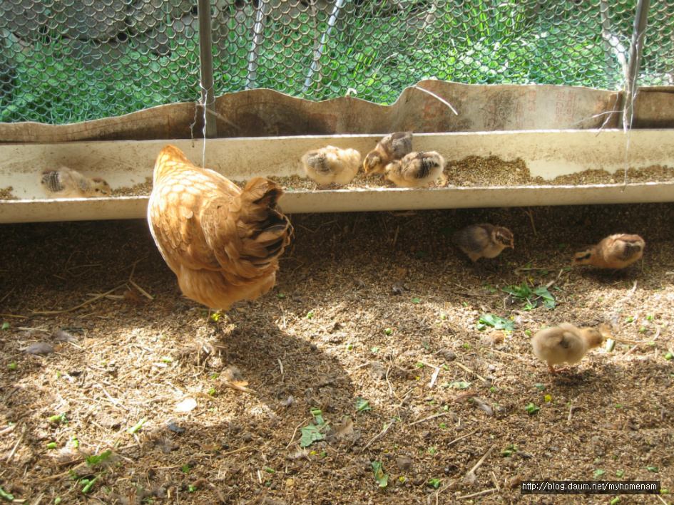 닭장안의 풍경