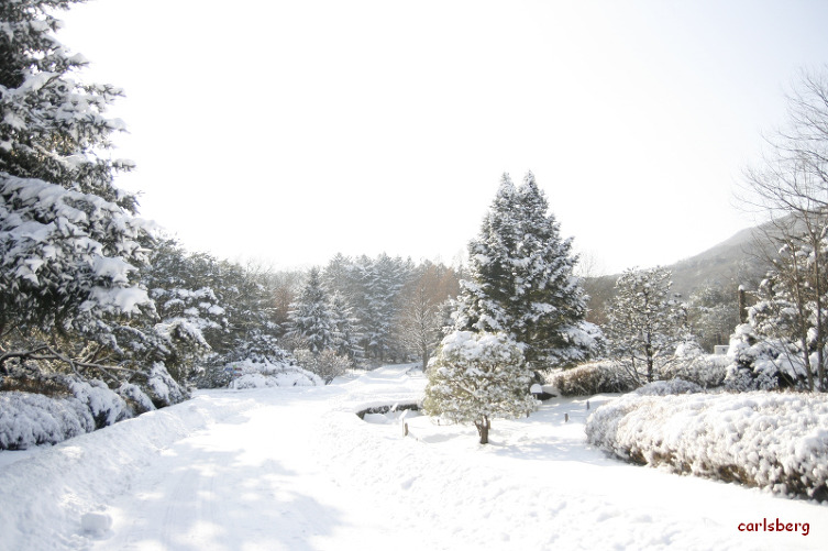 순백으로 덮힌 국립수목원