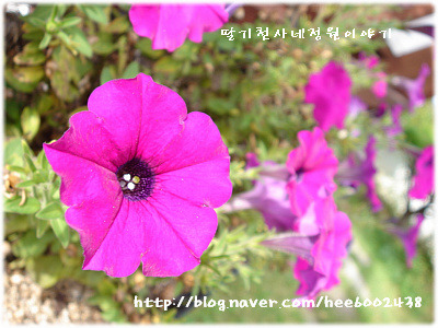 천사의정원 이미지