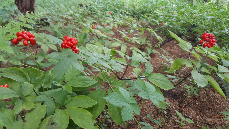 산양농장 이미지