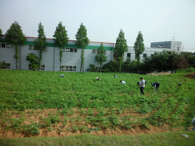 감자밭 이미지