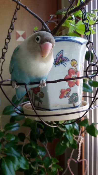 블루몽 이미지