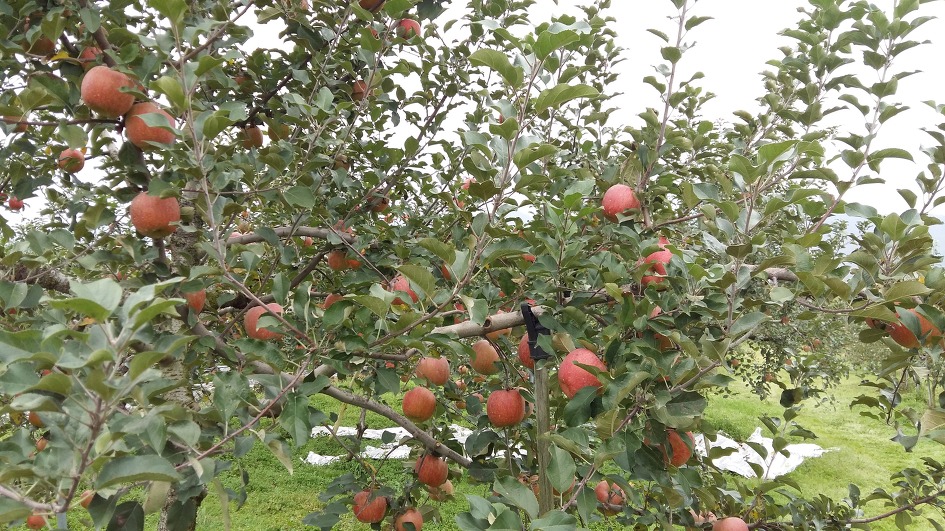 수확전 과원