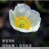 꽃이름 찾기