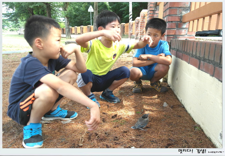 산까치를 살려 준 개구쟁이들!