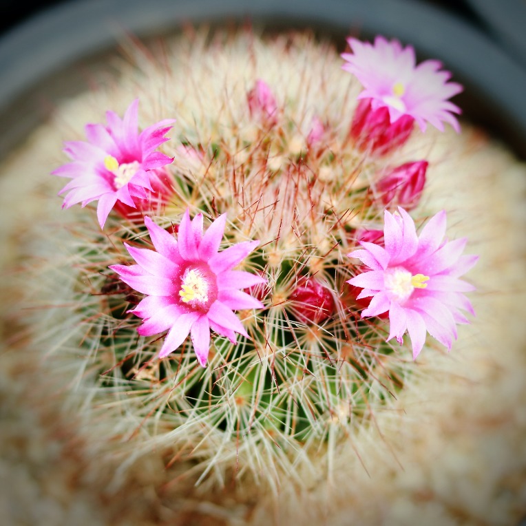 225A943C57425625263F48
