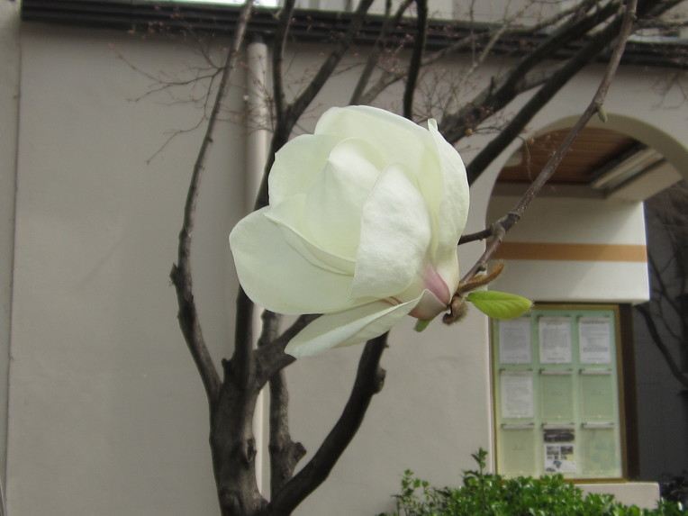 **  한강 뚝섬 공원에 핀 매화꽃  **