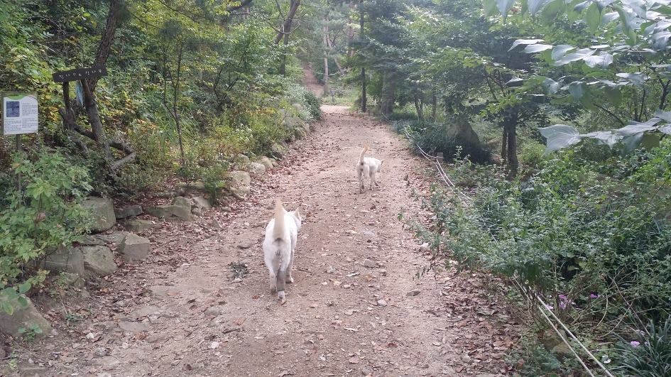 대를 이어 수목원 길안내를 하는 대견한 백구들