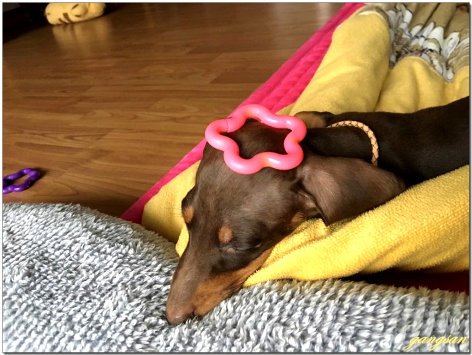 조촐한 백일축하잔치까지 치른 닥스훈트 요롱이의 근황...