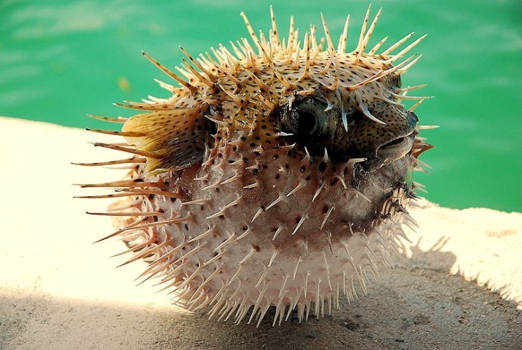 복어나라 이미지