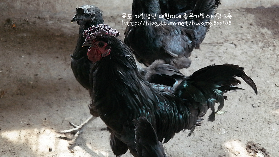 시골집 오골계 알 구경함