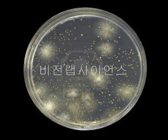LED확대경,MAGNIFIER LED