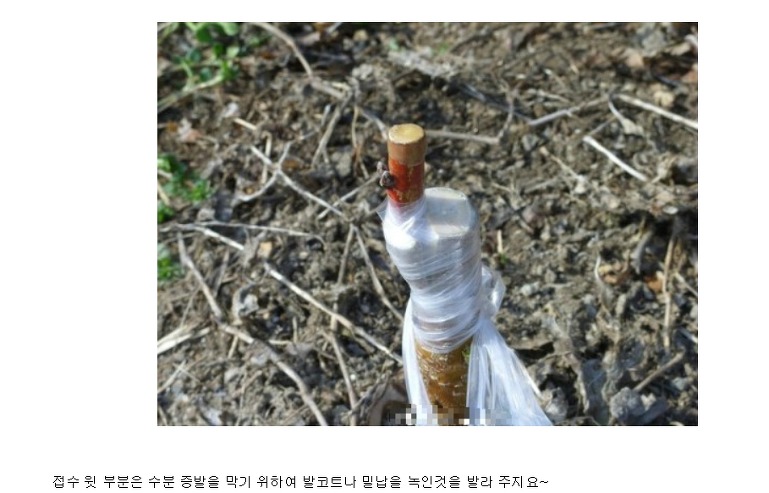 망치접목 녹지접목 동영상