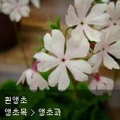 꽃이름 찾기