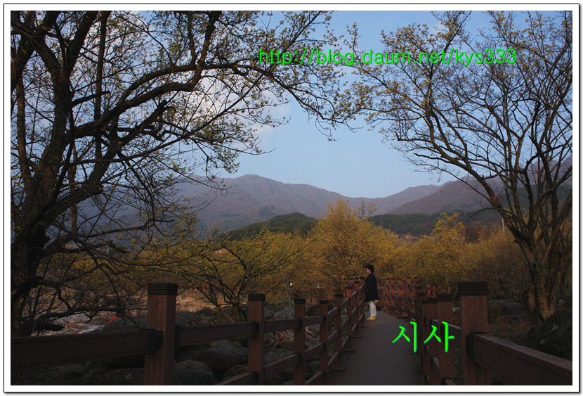 <산수유꽃>노랗게 예쁜 산수유 마을의 산수유꽃...2016년 3월 21일