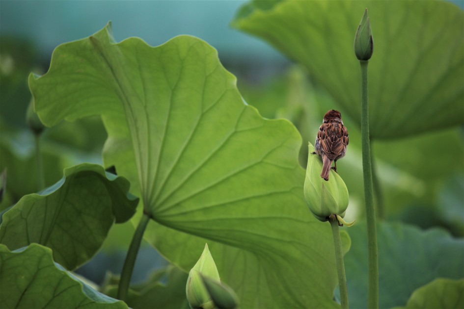 여름비가 내릴것 같나요,그럼 바로 연꽃밭, 시흥시(관곡지) 연꽃테마파크