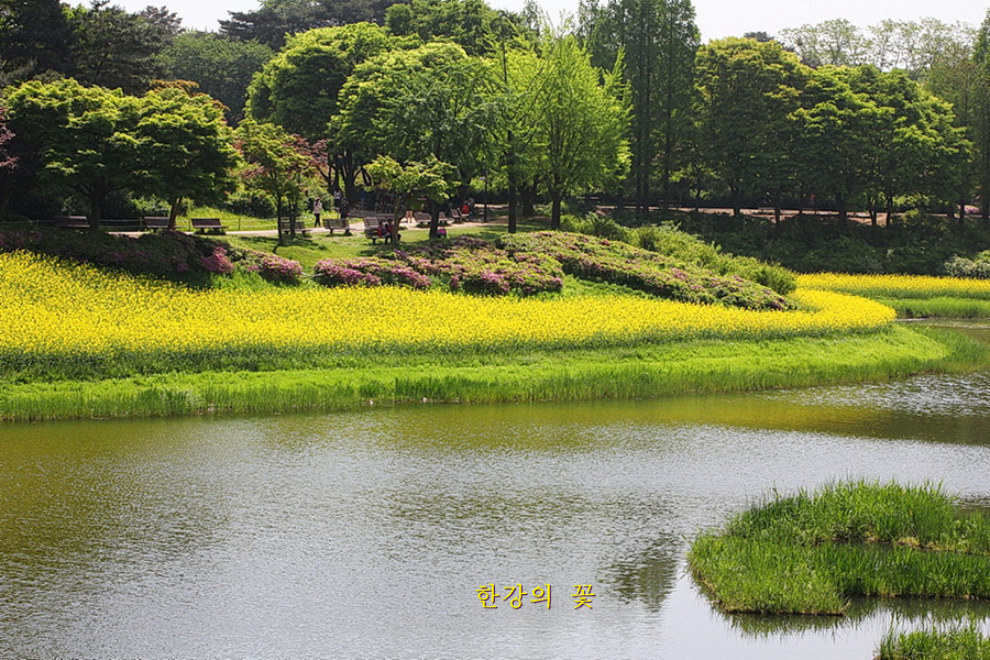 유채꽃