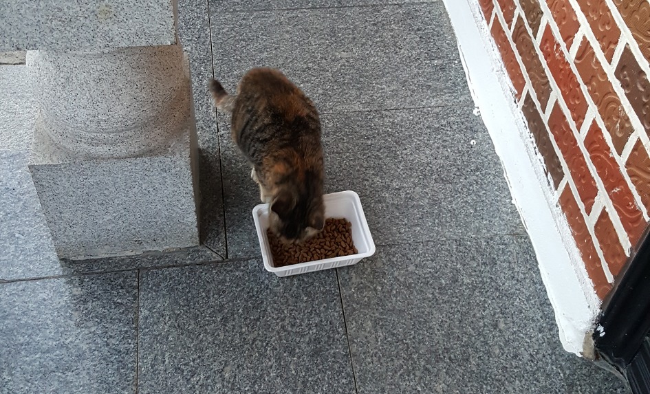 길고양이 길들이기