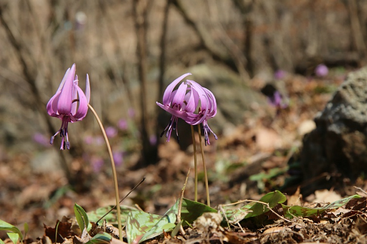 얼레지 화야산 <2019 .4.4.>