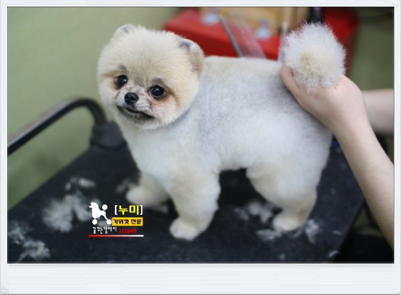 귀여운 포메라니안# 곰돌이컷은 여기서! 대전애견미용 하는곳
