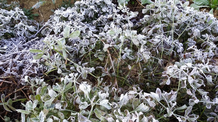 땅콩도 브로콜리도 된서리에 풀썩