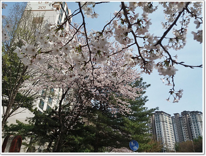 우리동네도 꽃동산