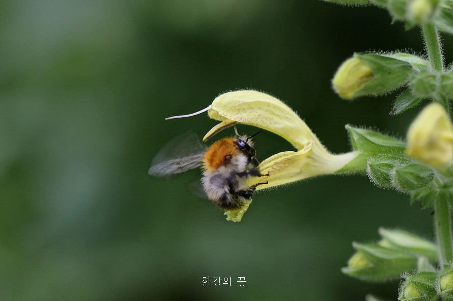 셀비어 글루티노사(Salvia glutinosa)
