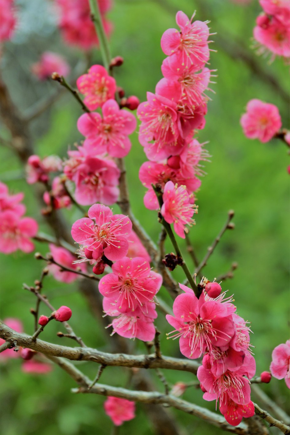 '청계천 매화거리'를 다녀왔습니다.        (20190311)