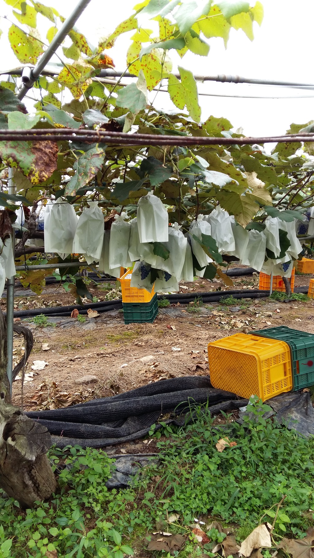 운악산 비가림 포도