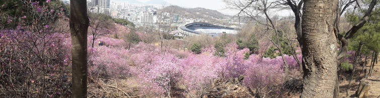 원미산  진달래