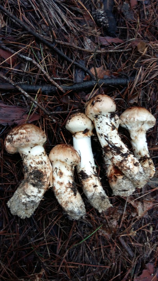 지난 가을에 딴 영덕 송이버섯 구경하세요.^^