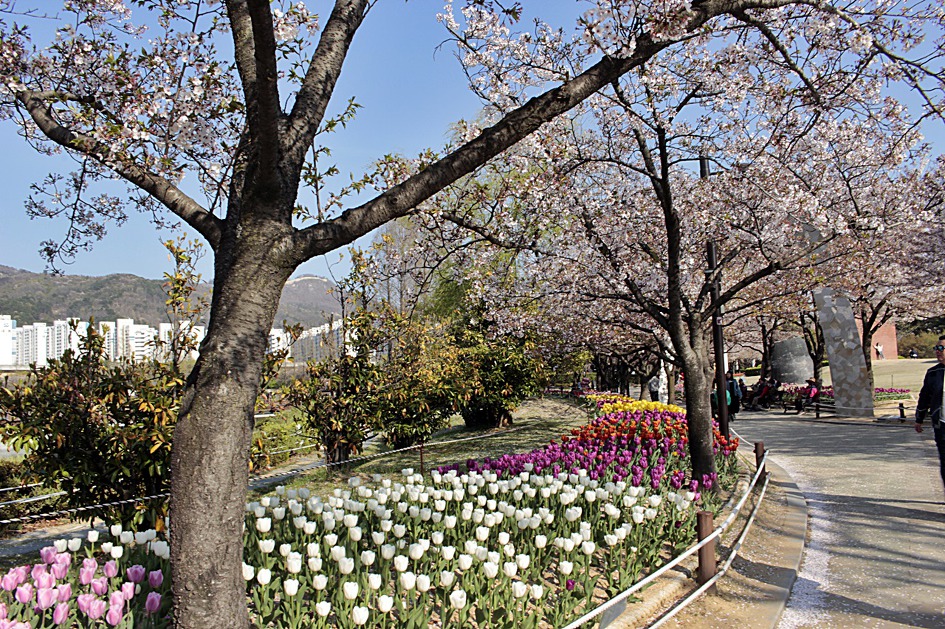 ♣♬ 김해시 연지공원 돌아보기[20190404]♪♣