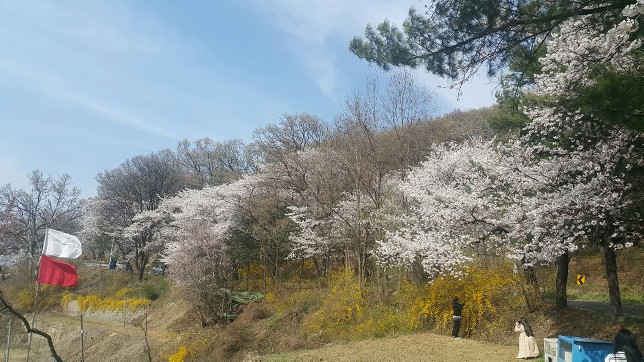 2019 청주벚꽃 즐기기(4/4~)