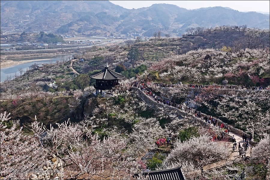 광양매화축제가 열리는, 홍쌍리매실농원의 봄~!