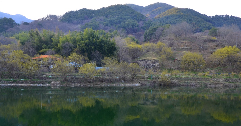 노란 산수유꽃  