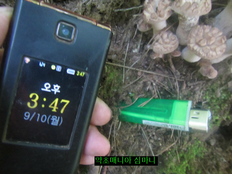 저수령 넘어 백두대간 9월10일 산행기.두번째 능이버섯 보다.