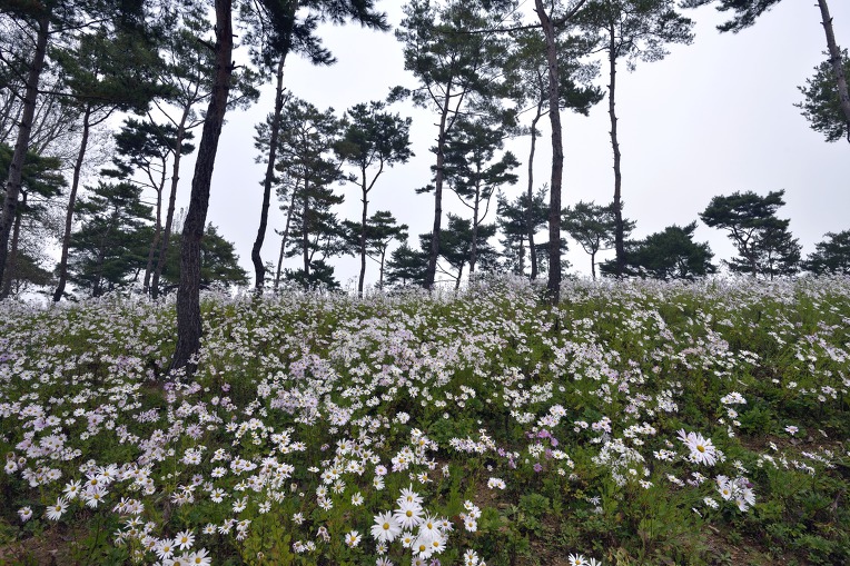 가을 바람에 구절초가 