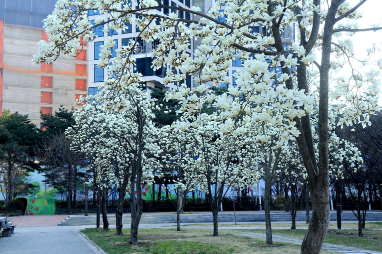 * 서울숲 벚꽃