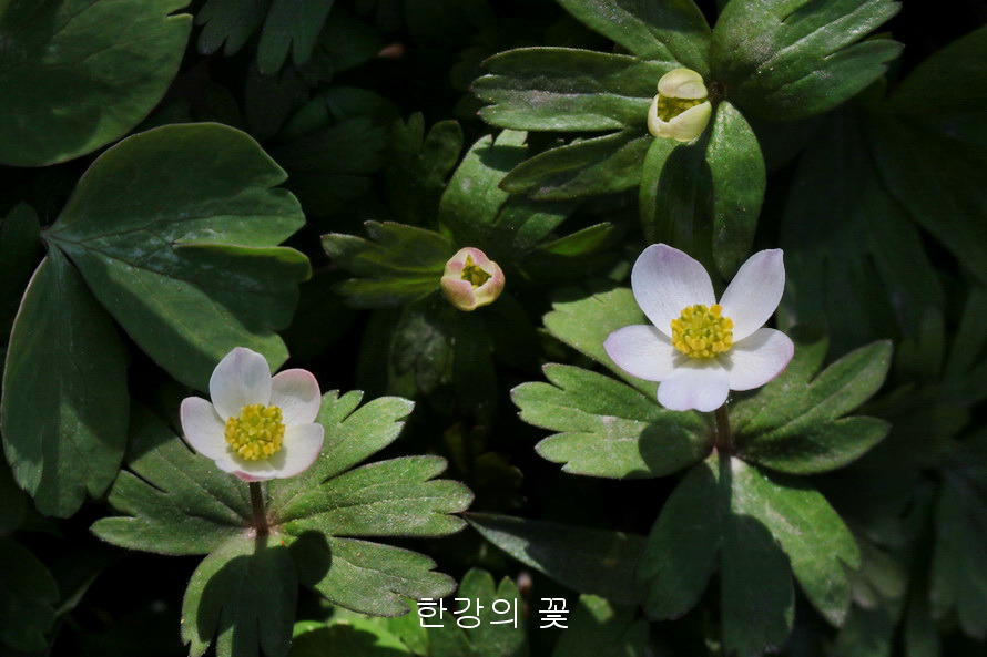 홀아비바람꽃