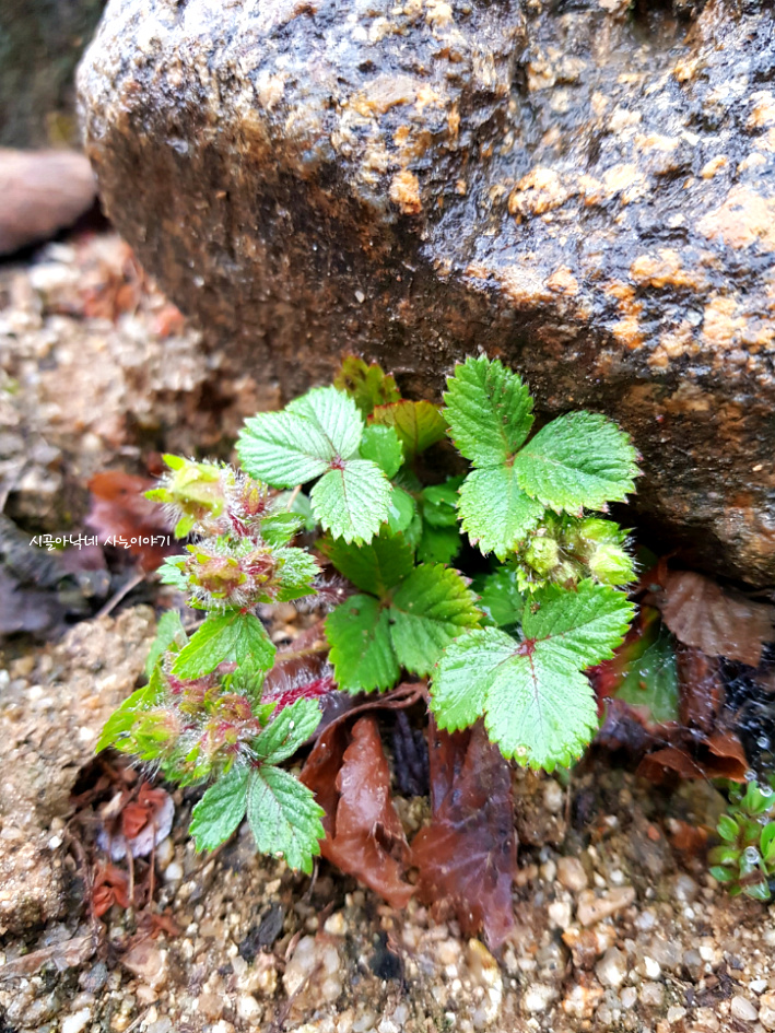 봄비 내리는 춘분 날에 전하는 시골집 봄소식^^*
