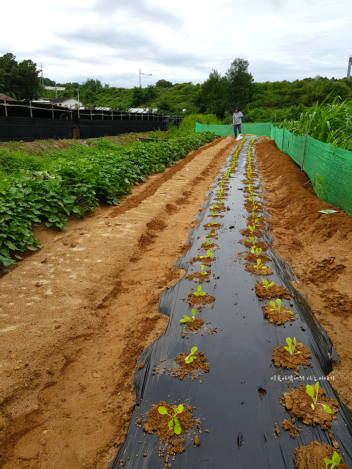 김장배추 심는 날^^*