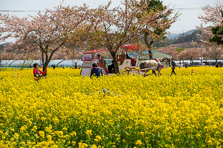 유채꽃축제