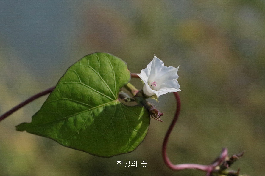 애기나팔꽃