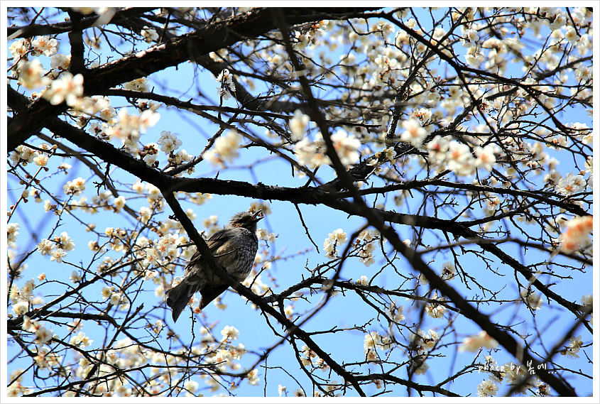 분당 증앙공원의 봄날... 2019, 03, 26